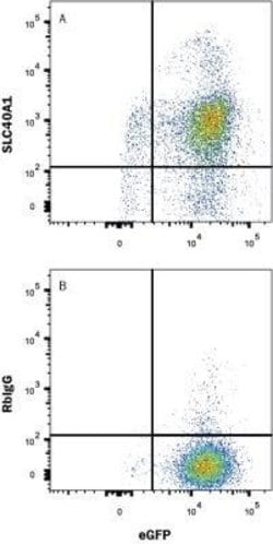 Ferroportin/SLC40A1 Antibody (1308C) - Azide and BSA Free, Novus Biologicals